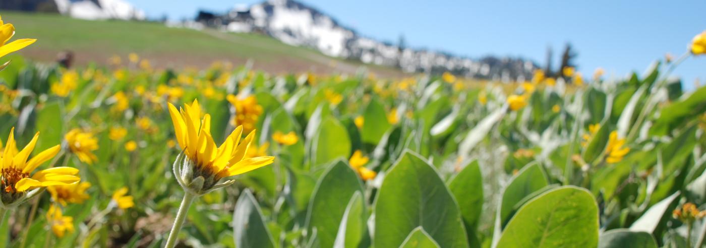 squaw wildflowers