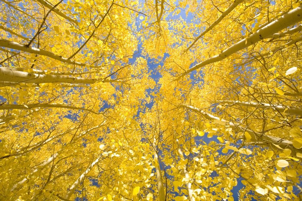 Lake Tahoe Fall Colors