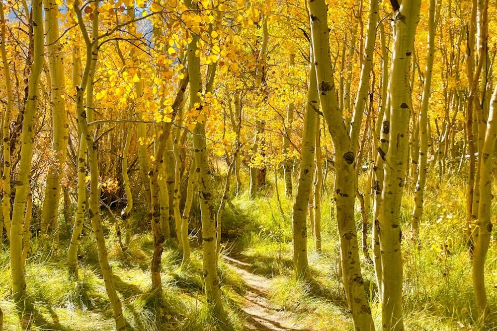 Lake Tahoe in The Fall, Foliage, Fall Colors